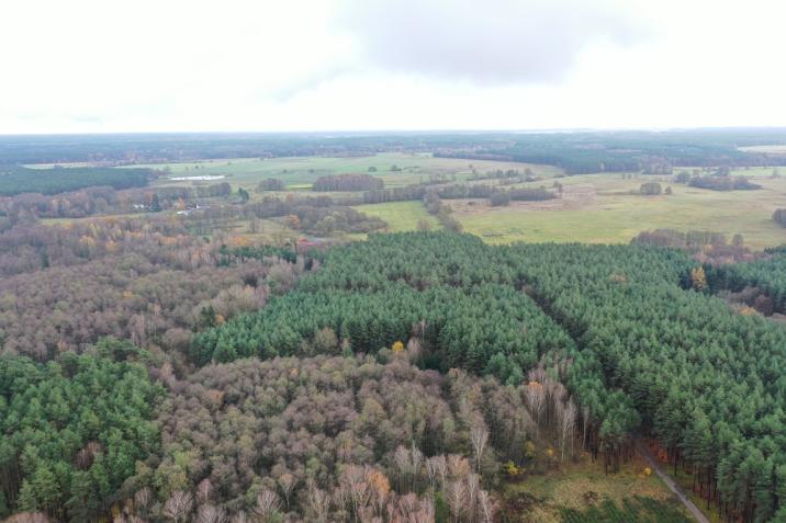 Zdjęcie&#x20;przedstawia&#x20;obszary&#x20;leśne&#x20;Nadleśnictwa&#x20;Trzciel