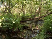 Lasy o szczególnych walorach przyrodniczych (HCVF) – konsultacje społeczne